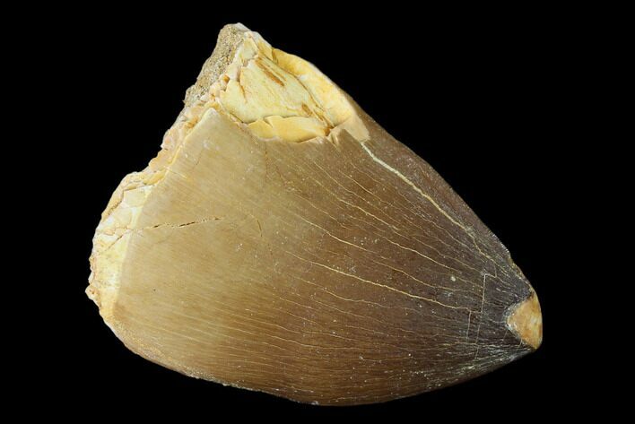 Mosasaur (Prognathodon) Tooth - Morocco #140721
